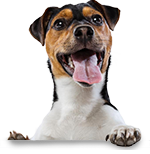 perro-pie